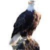 Bald Eagle Lifesize Standup- *Made to order-please allow 10-14 days for processing*