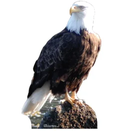 Bald Eagle Lifesize Standup- *Made to order-please allow 10-14 days for processing*